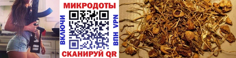 закладка  Ильский  Галлюциногенные грибы GOLDEN TEACHER 